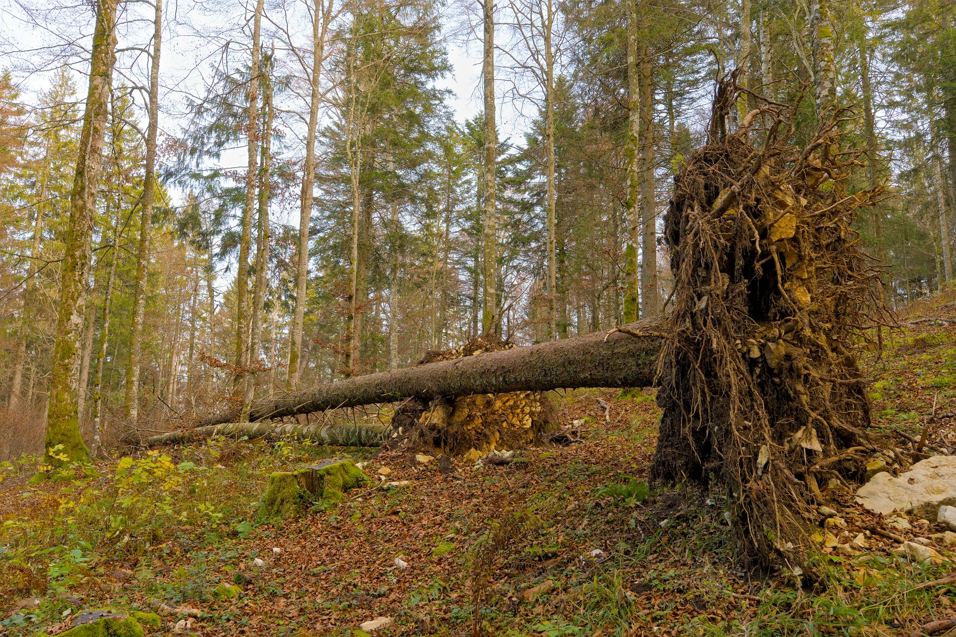 Enlèvement arbre urgence à La Seyne-sur-Mer